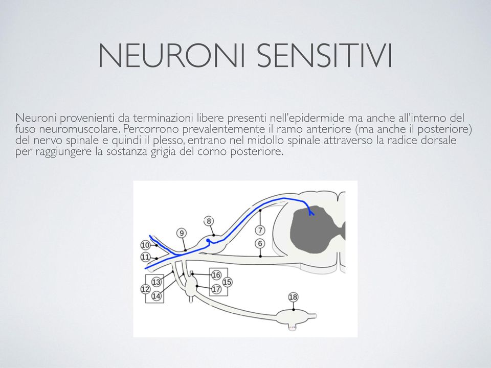 Percorrono prevalentemente il ramo anteriore (ma anche il posteriore) del nervo spinale