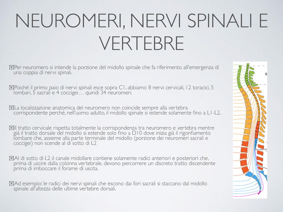 La localizzazione anatomica del neuromero non coincide sempre alla vertebra corrispondente perché, nell uomo adulto, il midollo spinale si estende solamente fino a L1-L2.