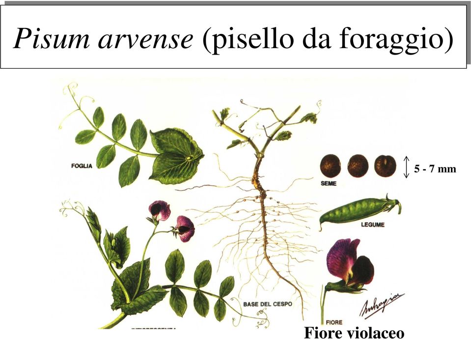 foraggio) 5-7 mm Fiore