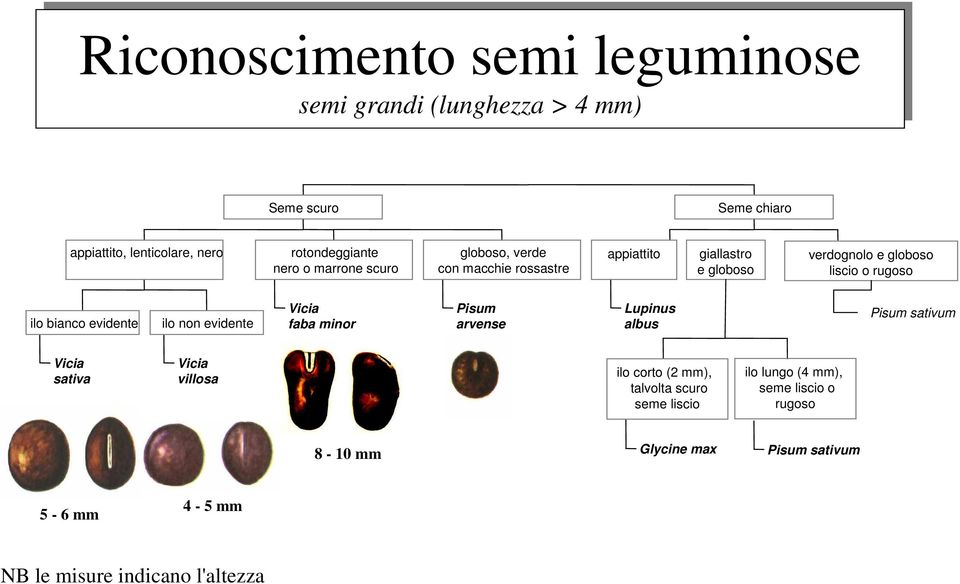 rugoso ilo bianco evidente ilo non evidente Vicia faba minor Pisum arvense Lupinus albus Pisum sativum Vicia sativa Vicia villosa ilo