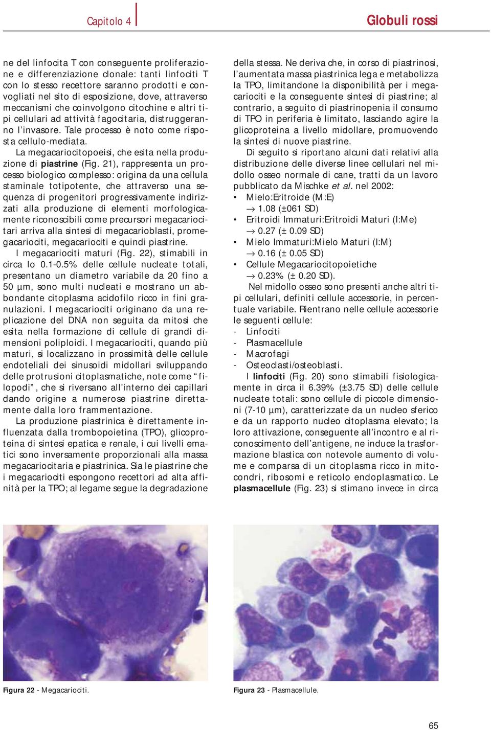 La megacariocitopoeisi, che esita nella produzione di piastrine (Fig.