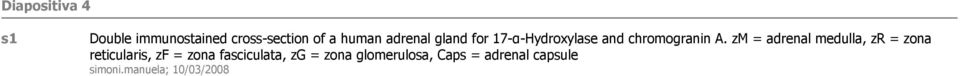 zm = adrenal medulla, zr = zona reticularis, zf = zona