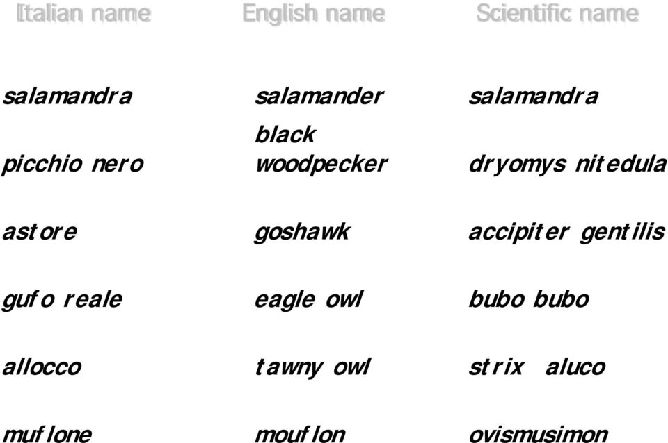 nitedula astore goshawk accipiter gentilis gufo reale eagle