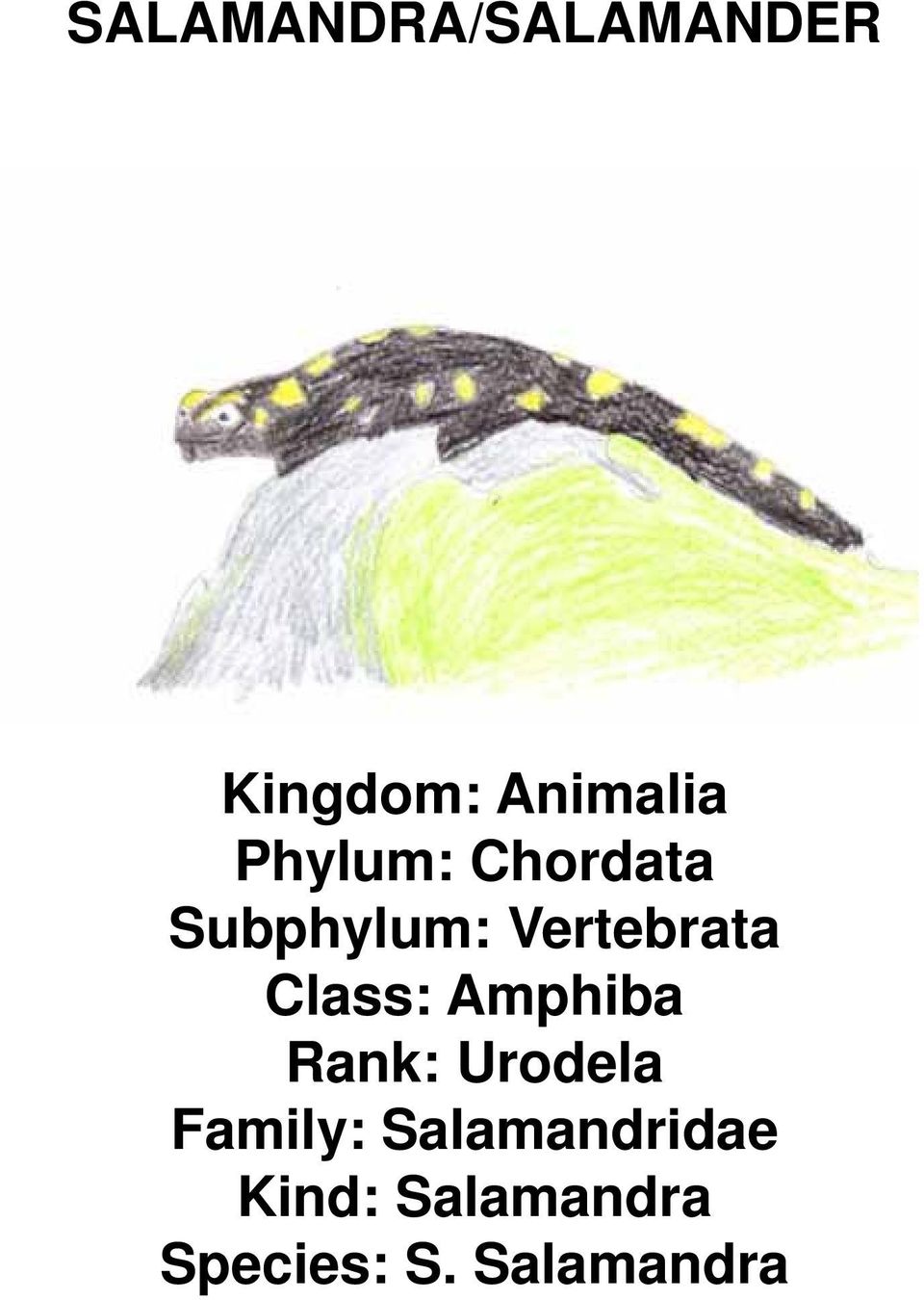 Class: Amphiba Rank: Urodela Family: