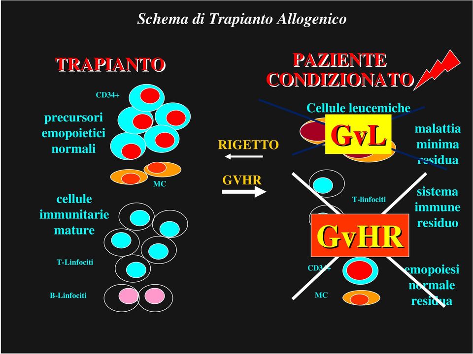 Cellule leucemiche GvL T-linfociti GvHR malattia minima residua sistema