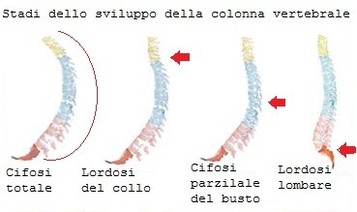 4: Atlante (C) - Veduta superiore e inferiore É caratteristica perchè non ha il corpo ed il suo foro è in connesisone con il foro occipitale. Le sue faccette superiori si articolano i condili.