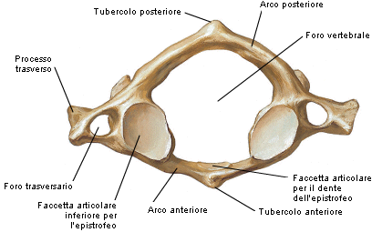 .2. VERTEBRE CERVICALI 2 Corpo vertebrale 2 Processi trasversi Processo spinoso 2 2 Figura.2: Tipica forma di una vertebra Figura.: Trasformazione della curvatura della colonna dalla nascita a mesi.