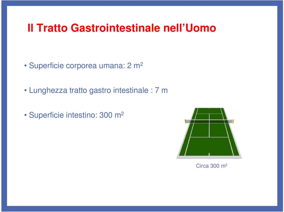 Lunghezza tratto gastro intestinale :