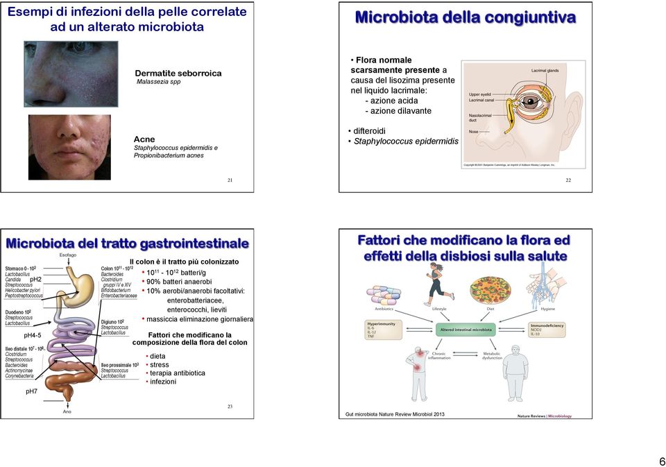 colon è il tratto più colonizzato ph2 22 Fattori che modificano la flora ed effetti della disbiosi sulla salute 1011-1012 batteri/g 90% batteri anaerobi 10% aerobi/anaerobi facoltativi: