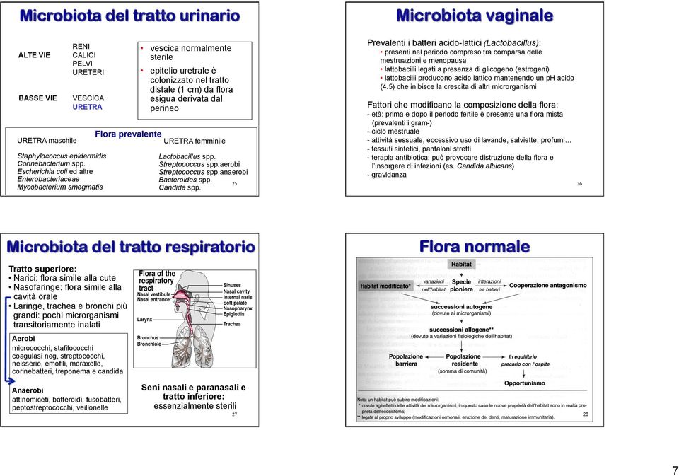 (1 cm) da flora esigua derivata dal perineo Flora prevalente Microbiota vaginale URETRA femminile Lactobacillus spp. Streptococcus spp.aerobi Streptococcus spp.anaerobi Bacteroides spp.