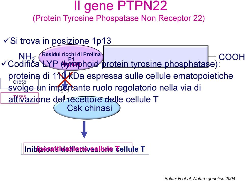 cellule ematopoietiche C1858 svolge un importante SH3 ruolo regolatorio nella via di T1858 attivazione del recettore