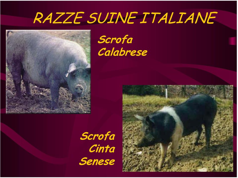 Scrofa