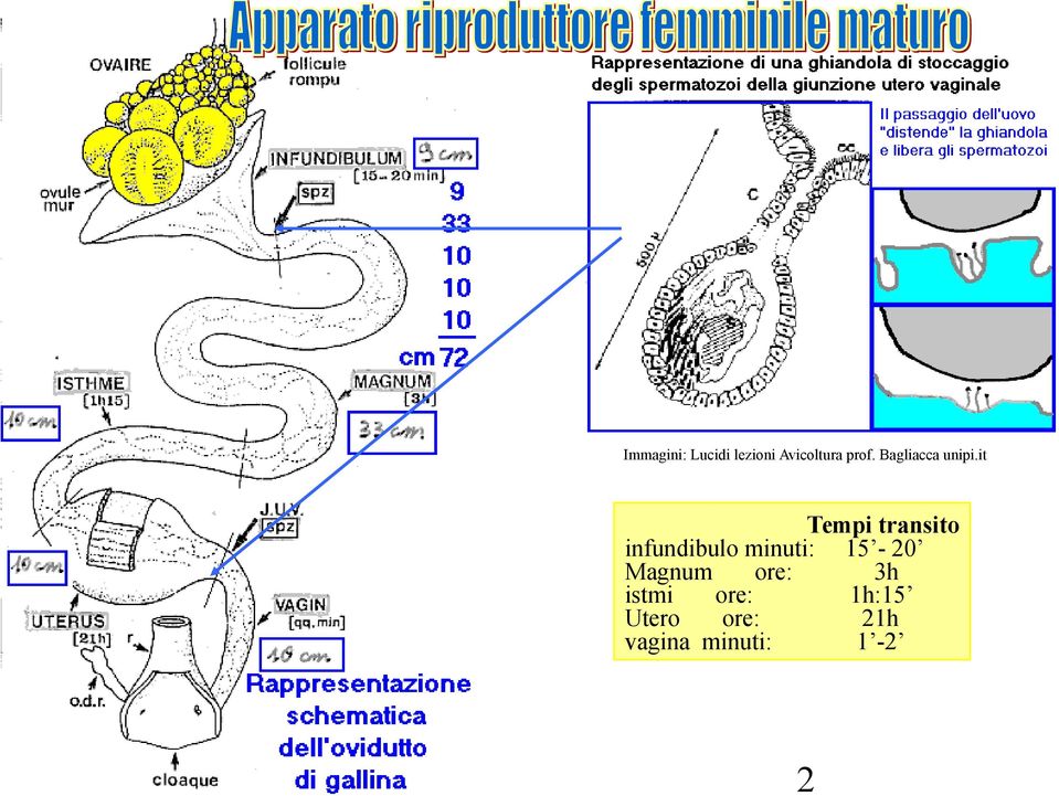 it Tempi transito infundibulo minuti: