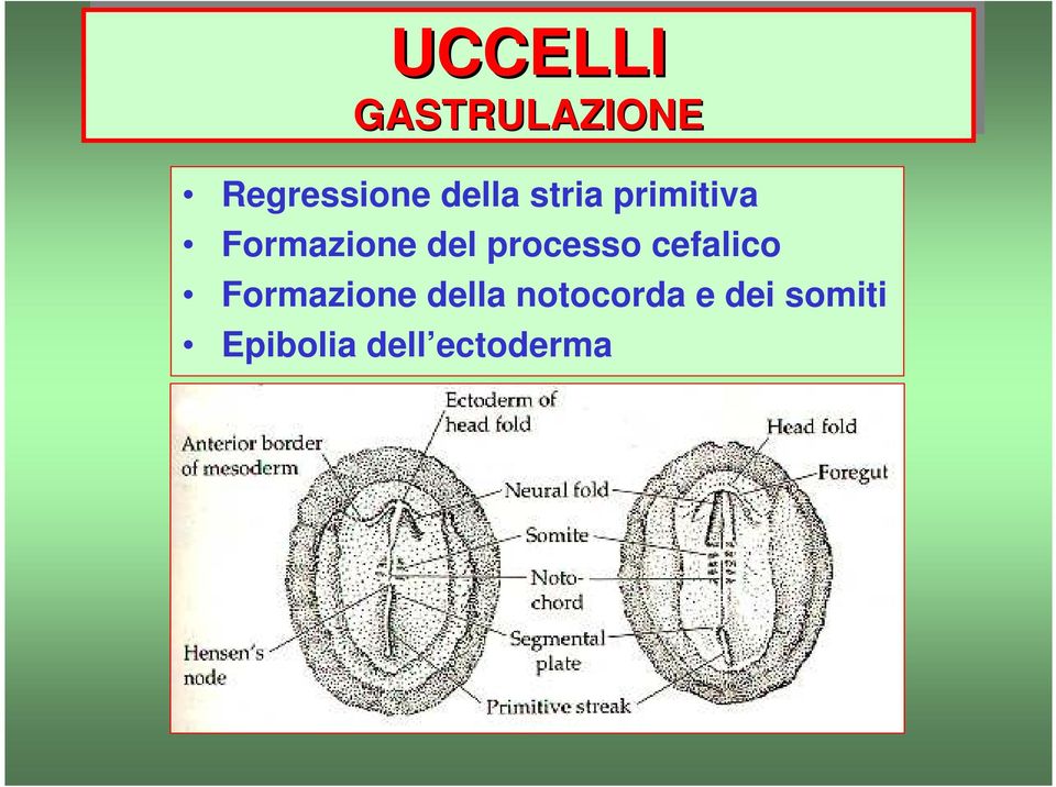 processo cefalico Formazione della