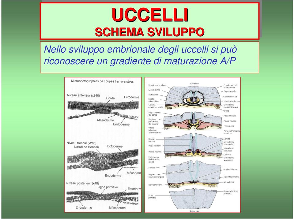 uccelli si può riconoscere