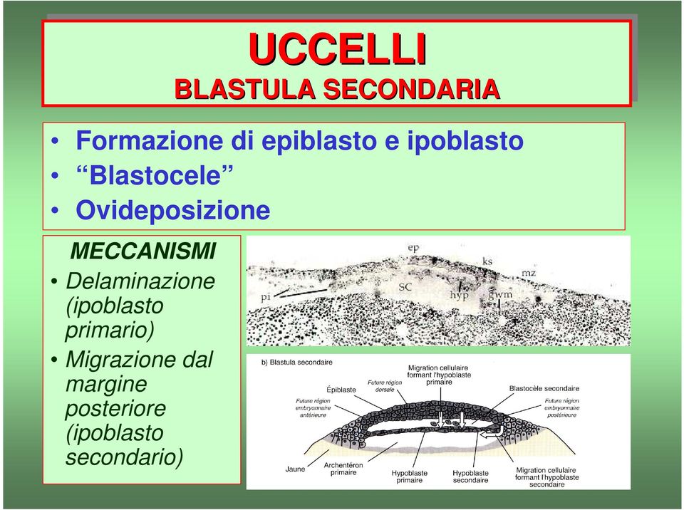 MECCANISMI Delaminazione (ipoblasto primario)