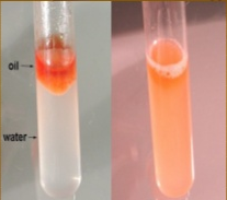 Esecuzione: a)versare in due provette 10 gocce di acqua distillata b)aggiungere 10 gocce di Sudan III e agitare fortemente finchè l acqua non appare leggermente colorata c)aggiungere alla