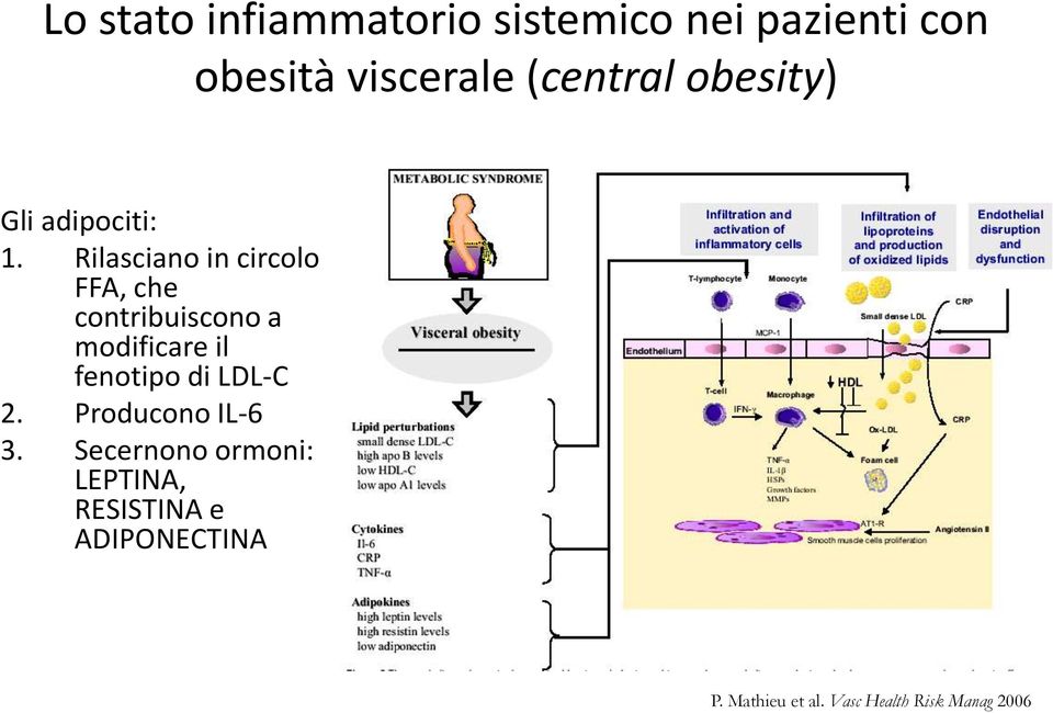 Rilasciano in circolo FFA, che contribuiscono a modificare il fenotipo di