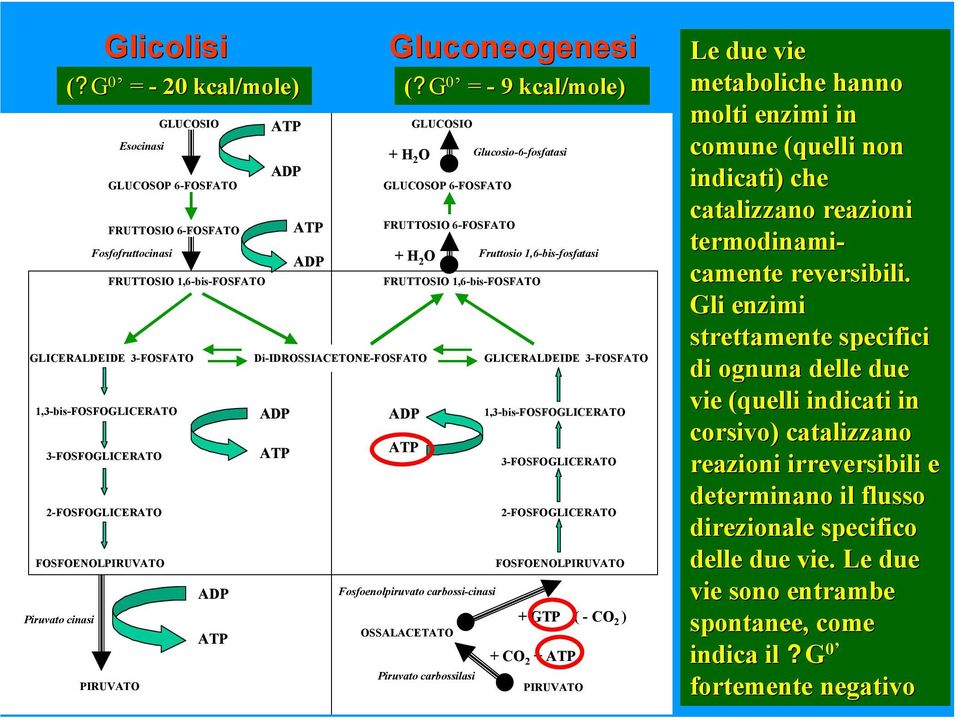 G 0 = - 9 kcal/mole) GLUCOSIO + H 2 O Glucosio-6-fosfatasi GLUCOSOP 6-FOSFATO FRUTTOSIO 6-FOSFATO + H 2 O FRUTTOSIO 1,6-bis-FOSFATO ADP ATP Fosfoenolpiruvato carbossi-cinasi OSSALACETATO Piruvato