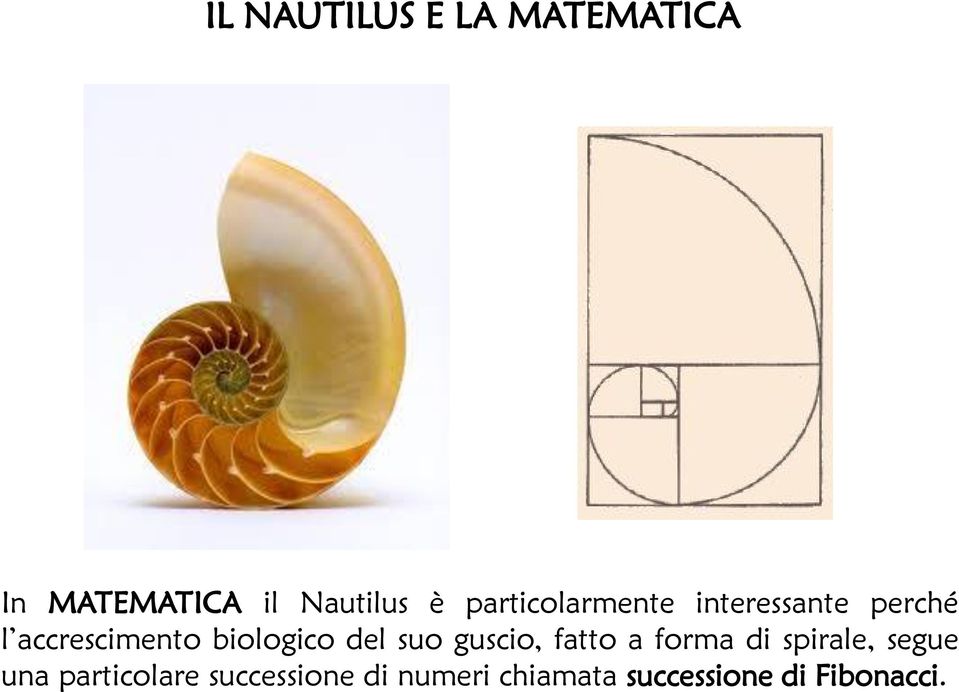 biologico del suo guscio, fatto a forma di spirale, segue