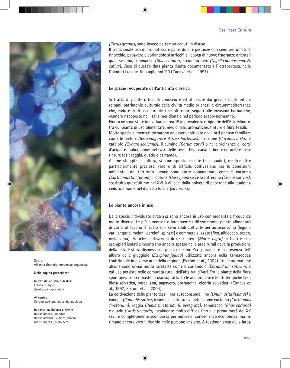 coriaria) e cumino nero (Nigella damascena, N. sativa). L uso di quest ultima pianta risulta documentato a Pietrapertosa, nelle Dolomiti Lucane, fino agli anni 90 (aneva et al., 1997).