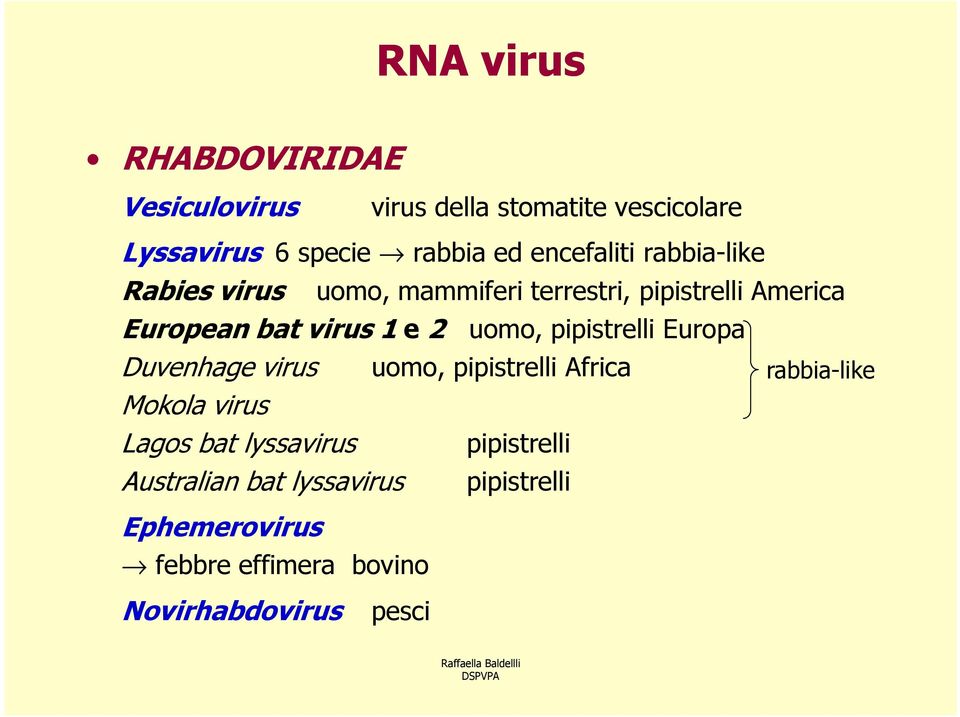 pipistrelli Europa Duvenhage virus uomo, pipistrelli Africa Mokola virus Lagos bat lyssavirus