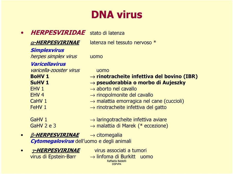 cavallo malattia emorragica nel cane (cuccioli) rinotracheite infettiva del gatto GaHV 1 GaHV 2 e 3 laringotracheite infettiva aviare malattia di Marek (*