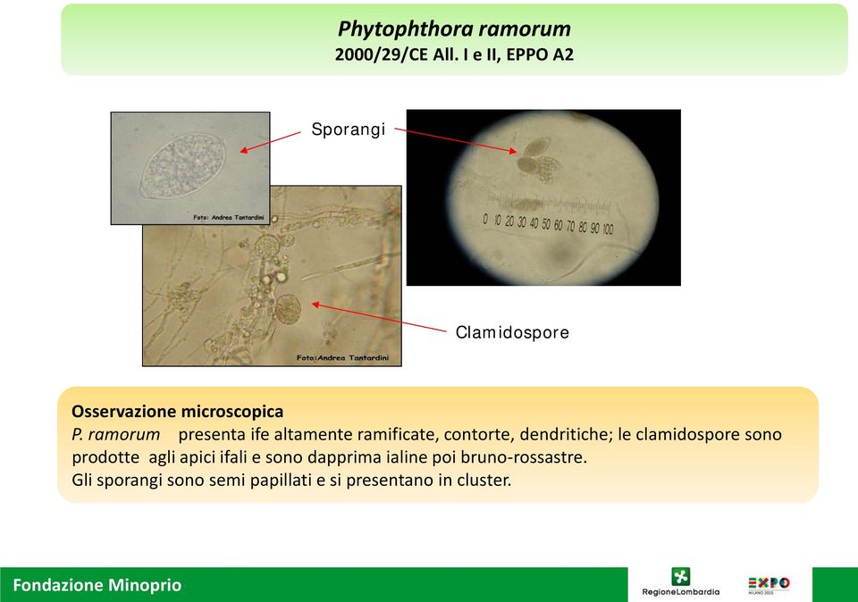 ramorum presenta ife altamente ramificate, contorte, dendritiche; le clamidospore