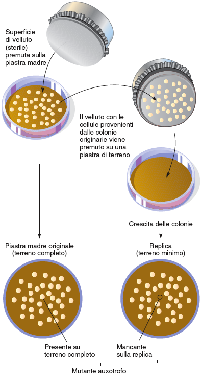 Il replica-plating permette di