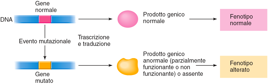 Schema delle mutazioni in regioni