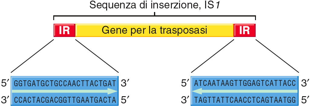 Gli elementi mobili più semplici sono le sequenze di inserzione (elementi IS) di Escherichia coli circa