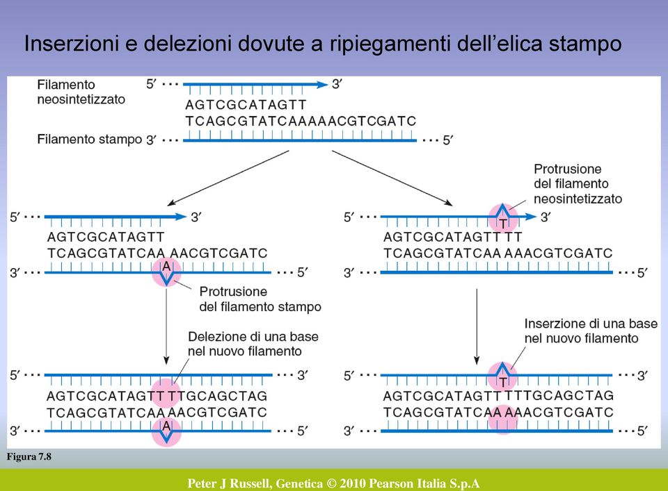 ripiegamenti dell