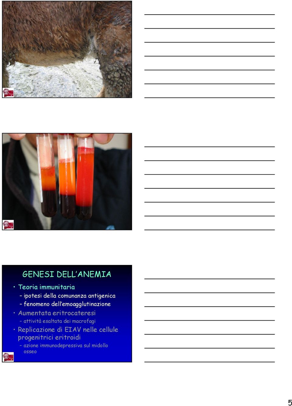 eritrocateresi attività esaltata dei macrofagi Replicazione di