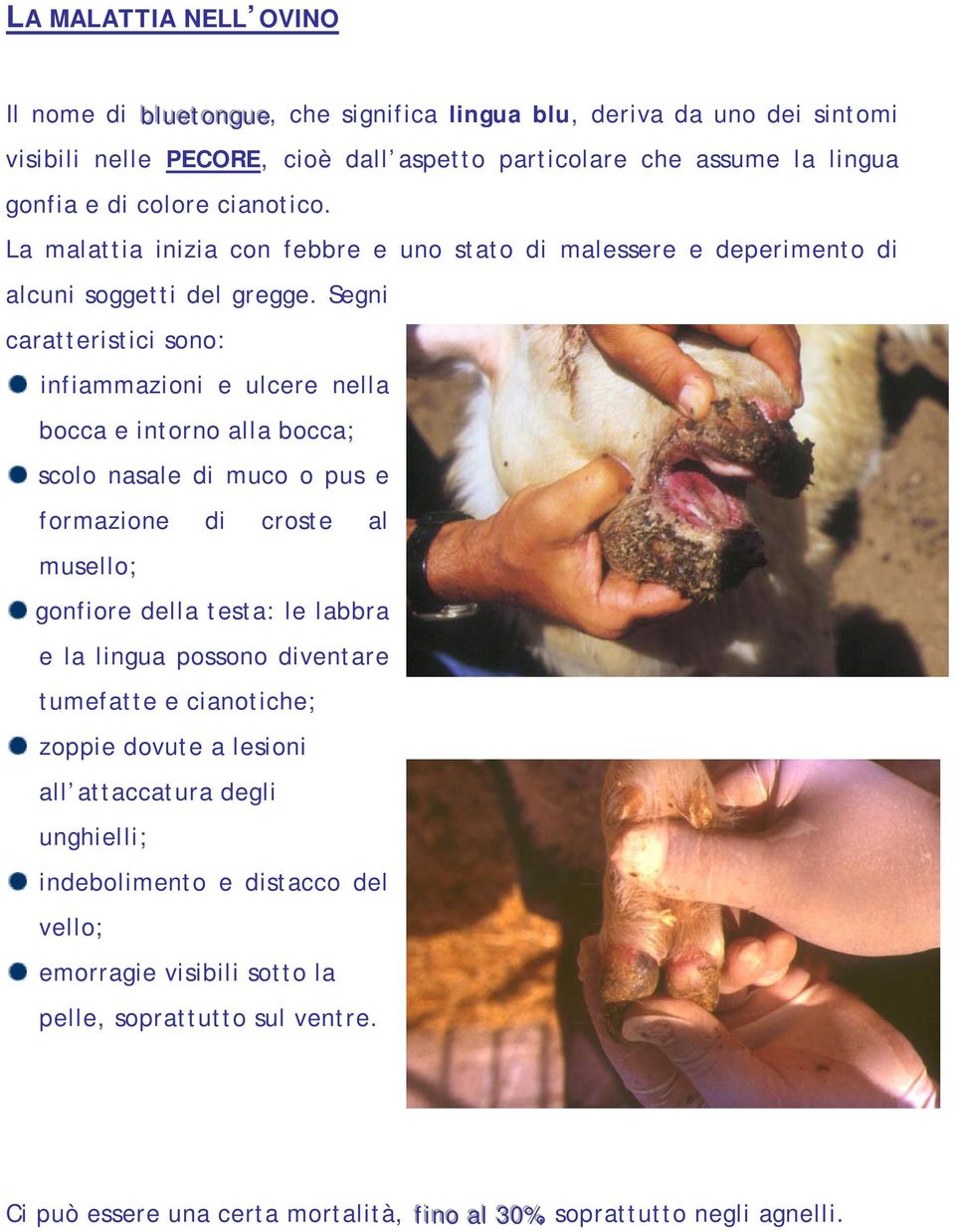 Segni caratteristici sono: infiammazioni e ulcere nella bocca e intorno alla bocca; scolo nasale di muco o pus e formazione di croste al musello; gonfiore della testa: le labbra e la lingua