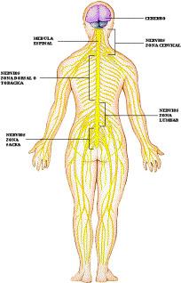 NON A CASO LA PSICOLOGIA SI TROVA SU UN CONFINE SCIENZE BIOLOGICHE CHE