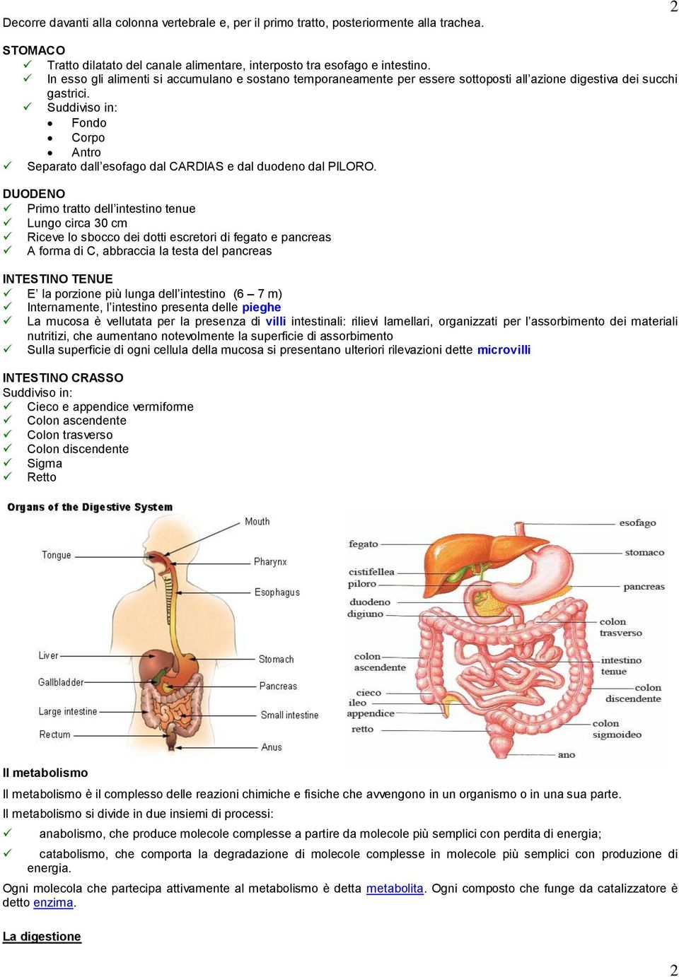 Suddiviso in: Fondo Corpo Antro Separato dall esofago dal CARDIAS e dal duodeno dal PILORO.