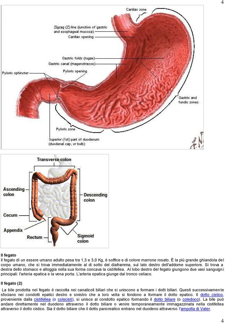 Si trova a destra dello stomaco e alloggia nella sua forma concava la cistifellea. Al lobo destro del fegato giungono due vasi sanguigni principali: l'arteria epatica e la vena porta.