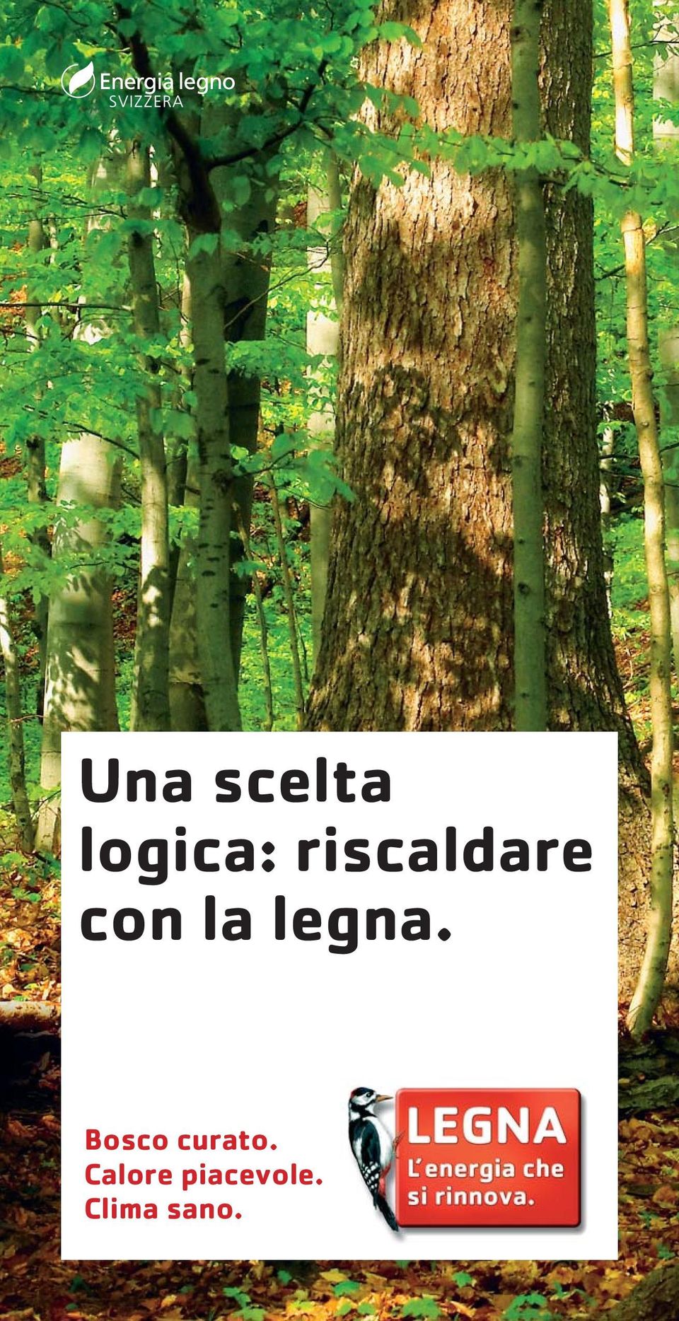 legna. Bosco curato.