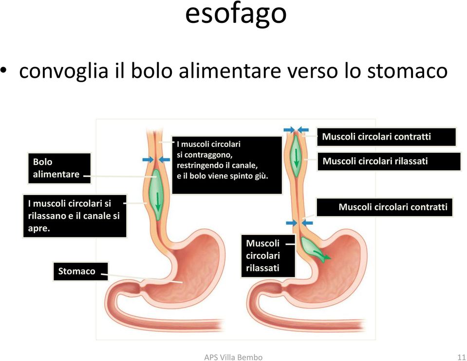 Muscoli circolari contratti Muscoli circolari rilassati I muscoli circolari si