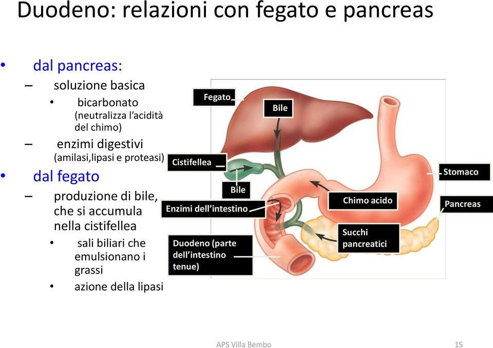 cistifellea sali biliari che emulsionano i grassi azione della lipasi Cistifellea Fegato Enzimi dell