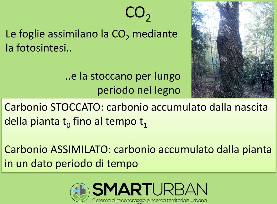 carbonio accumulato dalla nascita della pianta t 0 fino al tempo t