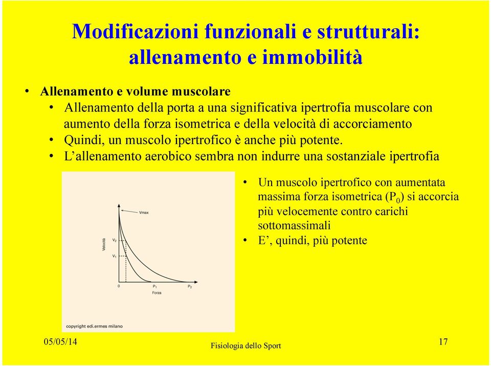 ipertrofico è anche più potente.