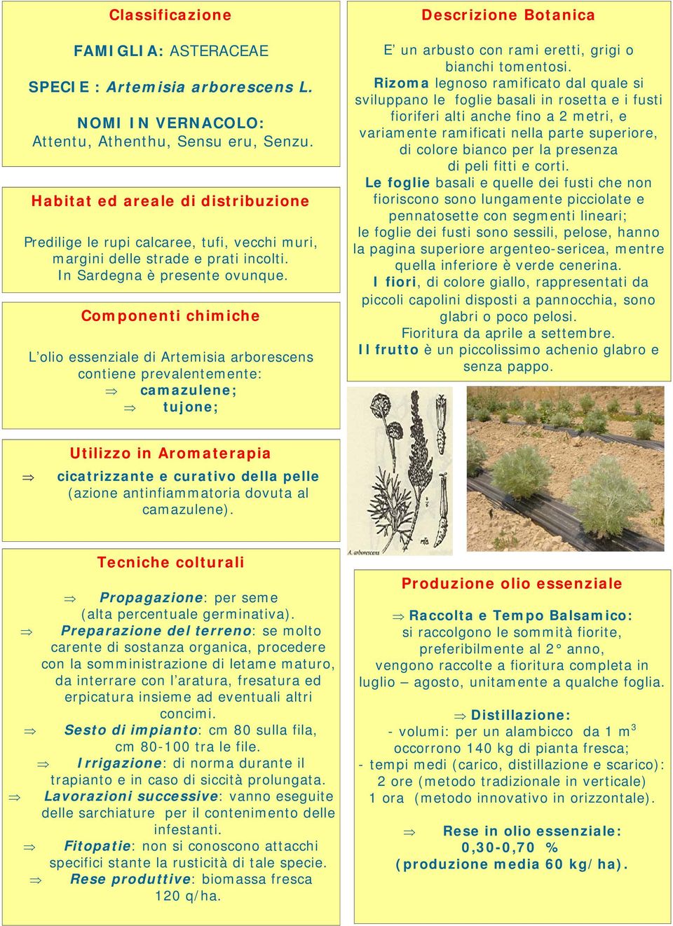 L olio essenziale di Artemisia arborescens contiene prevalentemente: camazulene; tujone; Descrizione Botanica E un arbusto con rami eretti, grigi o bianchi tomentosi.