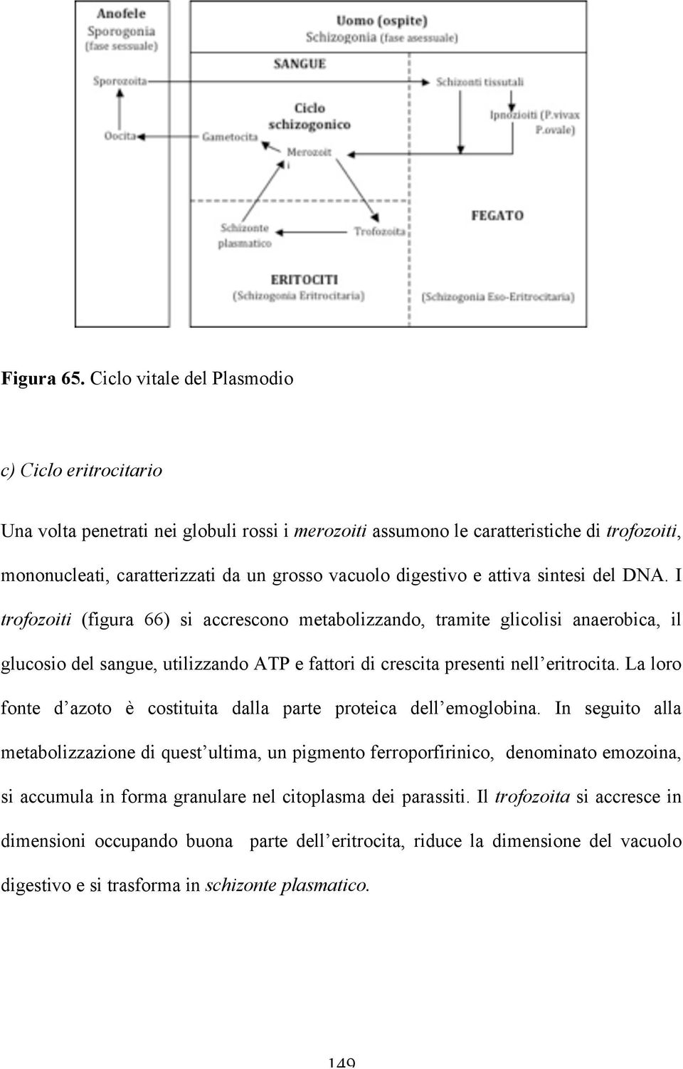 digestivo e attiva sintesi del DNA.