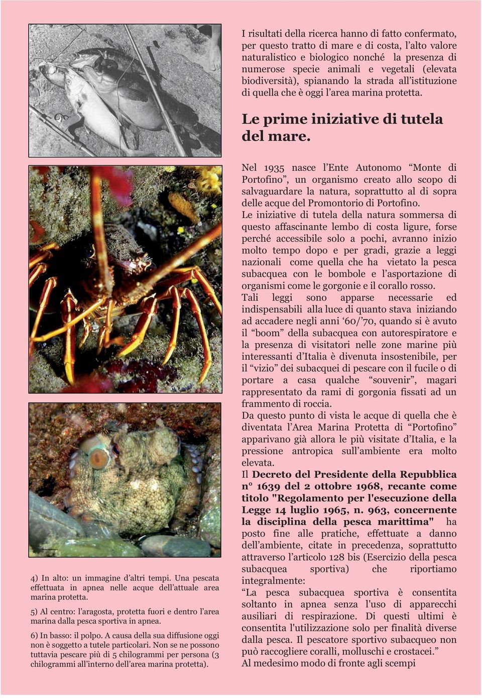 Una pescata effettuata in apnea nelle acque dell attuale area marina protetta. 5) Al centro: l aragosta, protetta fuori e dentro l area marina dalla pesca sportiva in apnea. 6) In basso: il polpo.