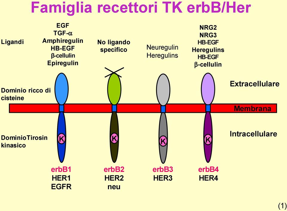 HB-EGF β-cellulin Dominio ricco di cisteine Extracellulare Membrana