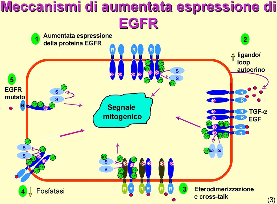 Segnale mitogenico signals S S S S S S 2 ligando/ loop