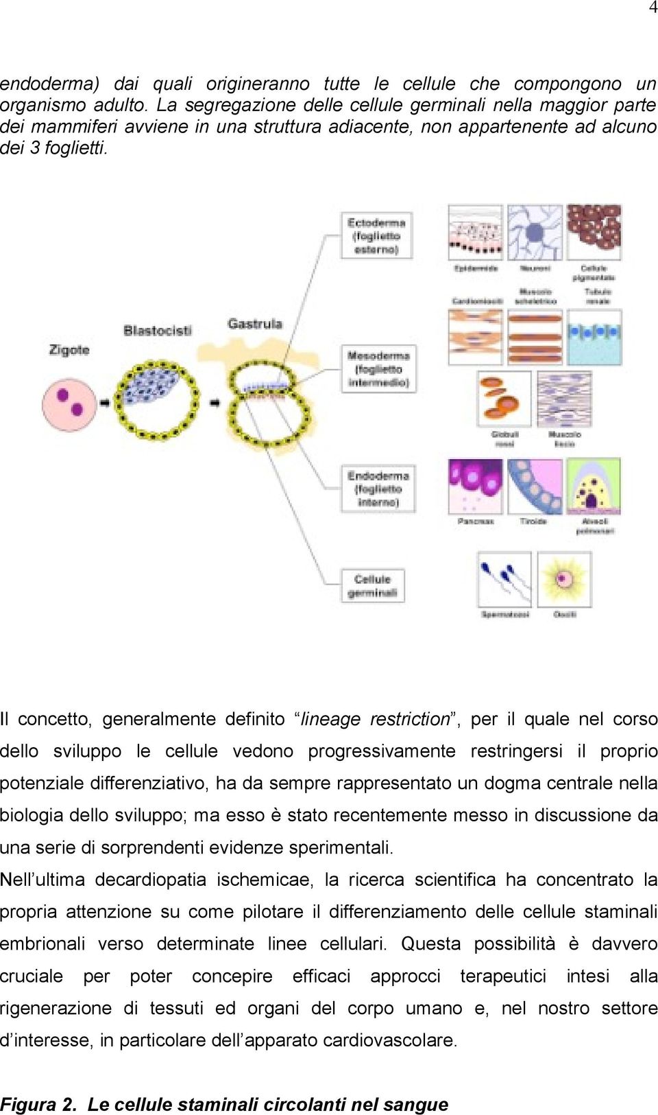 Il concetto, generalmente definito lineage restriction, per il quale nel corso dello sviluppo le cellule vedono progressivamente restringersi il proprio potenziale differenziativo, ha da sempre