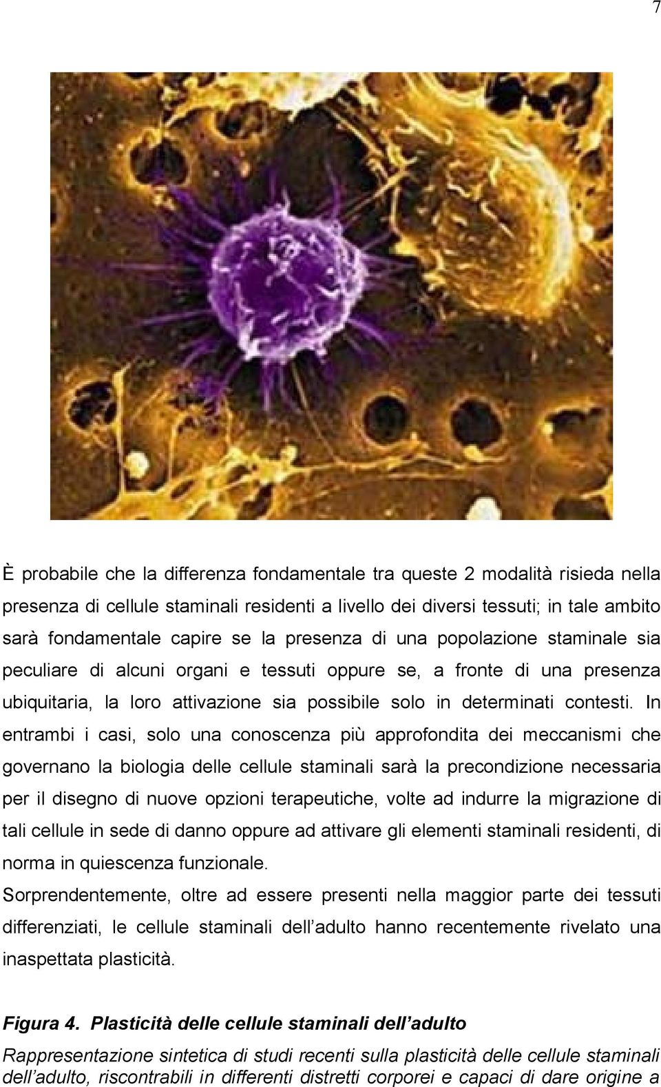 In entrambi i casi, solo una conoscenza più approfondita dei meccanismi che governano la biologia delle cellule staminali sarà la precondizione necessaria per il disegno di nuove opzioni