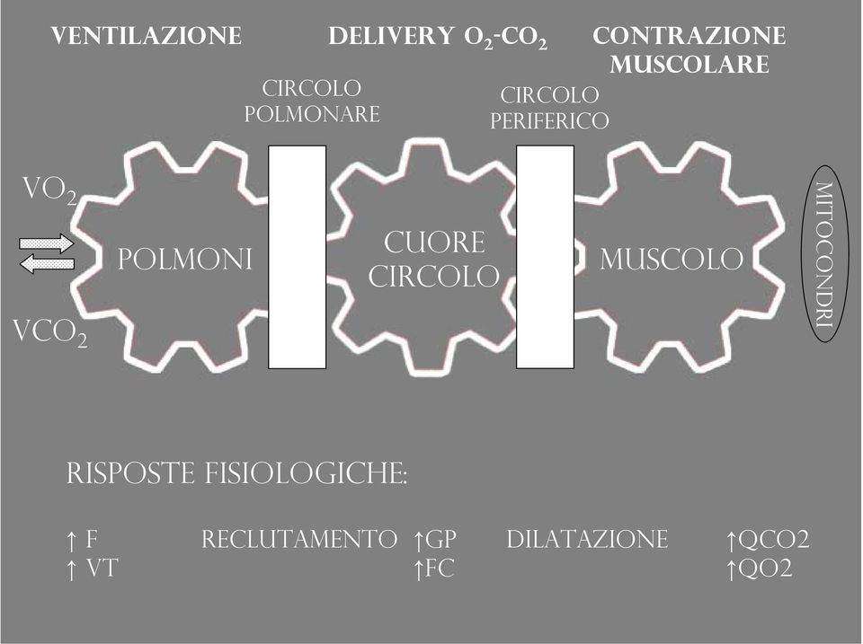 polmoni Cuore circolo muscolo mitocondri Risposte